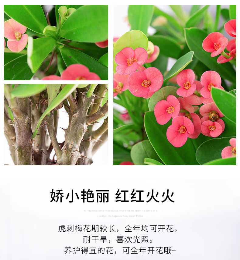 雨花蝶虎刺梅盆栽铁海棠老桩四季开花不断好养花卉室内阳台观花耐旱