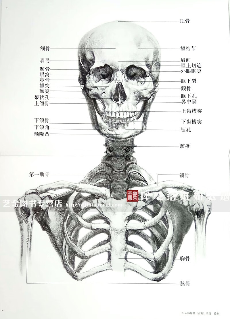 丛书于涛艺用人体解剖图谱游戏动漫肌肉考前艺用解剖素描五官骨骼肌肉