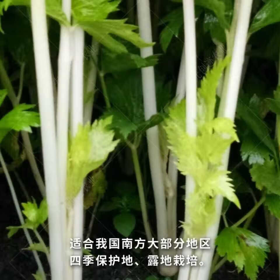 【梦里丹】【白玉小香芹种子】雪白芹菜种籽特色白梗白芹菜种子四季播