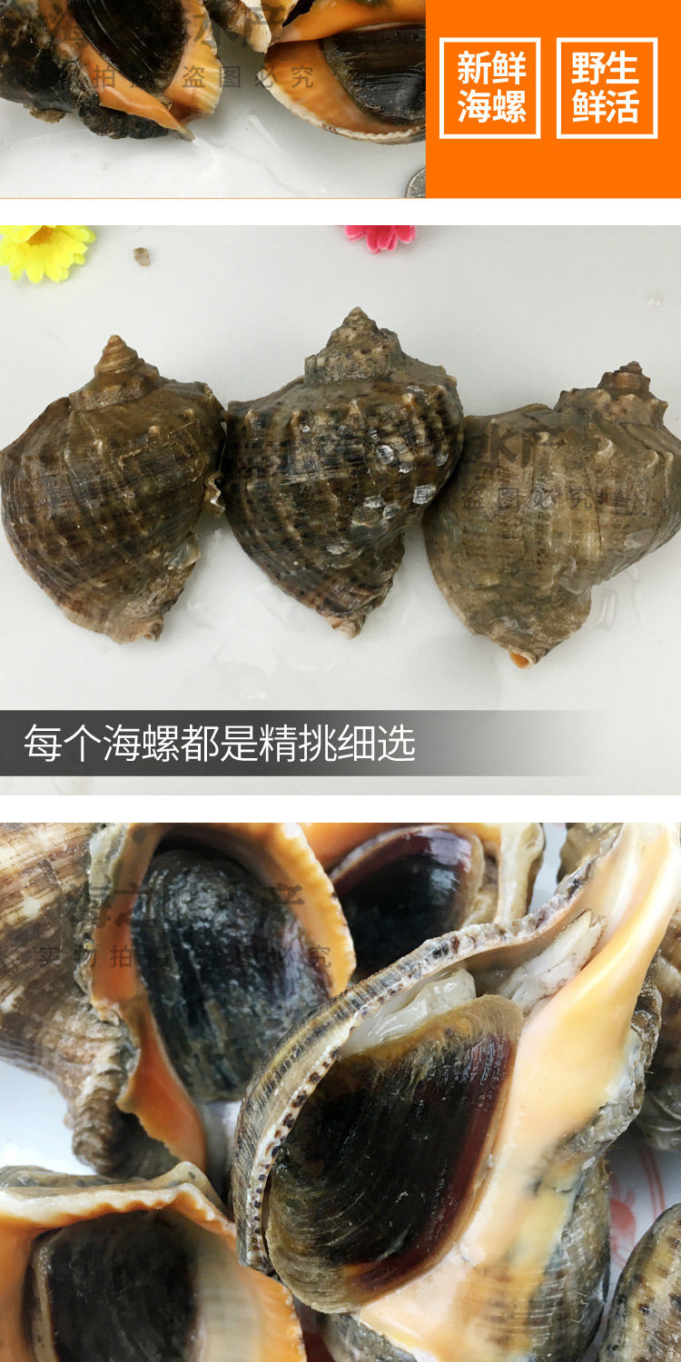 顺丰新鲜特大海螺 红香螺大号黄金螺尖螺鲜活海鲜贝类水产 中海螺一斤