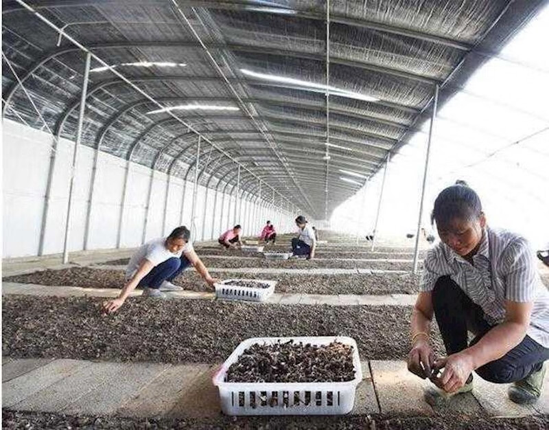 云南鸡枞菌种包人工种植鸡枞菌种子三塔菌荔枝菌伞把菇高产种子 鸡枞