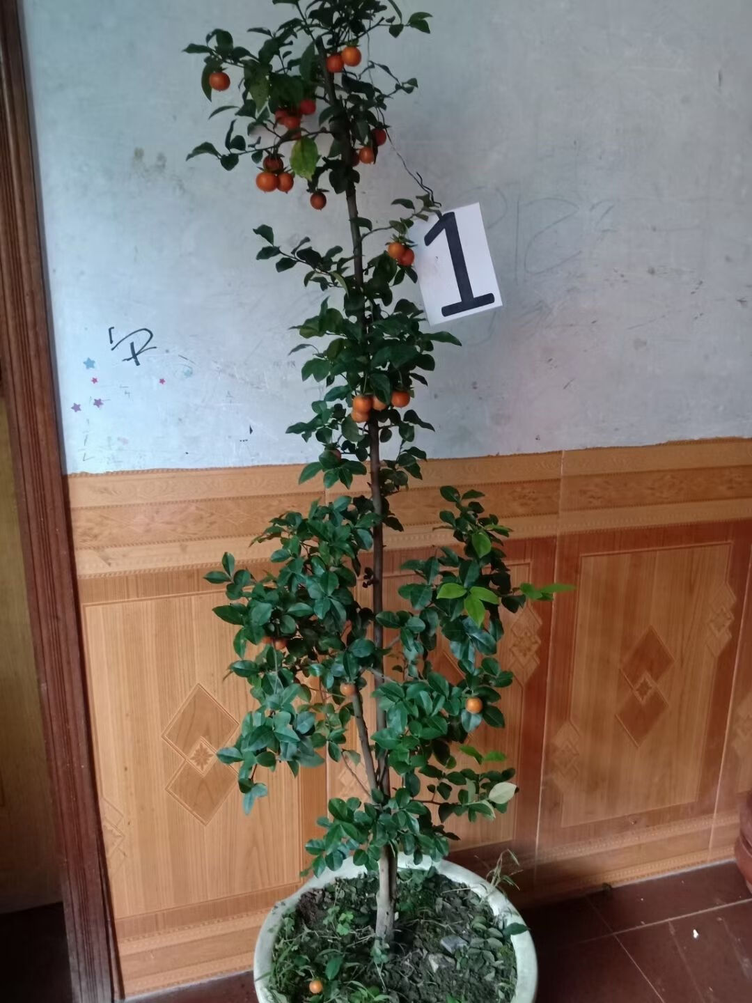 宜家花卉 御春阁 chuangshiji 更多></p></a>> 品牌: 秋颖 商品名称:金弹子