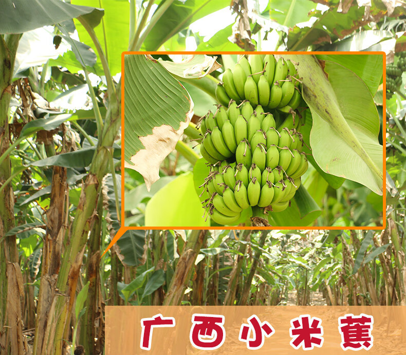 海南新鲜小米蕉带箱10斤香蕉芭蕉banana水果苹果粉蕉