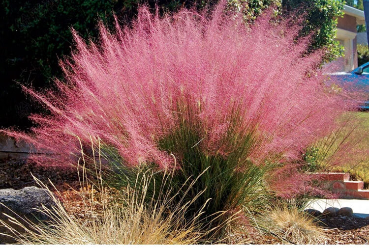 粉黛乱子草种毛芒乱子草花海粉米利庭院花卉多年生观赏四季播网红