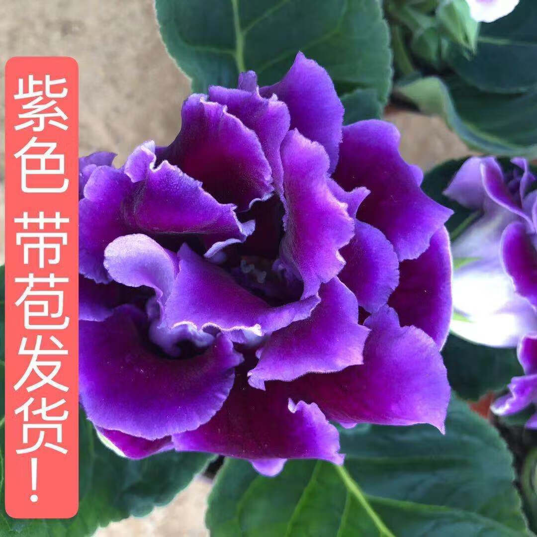 涞思芊芙蓉花重瓣大岩桐四季开花带花苞基地直发室内观赏花卉盆栽客厅