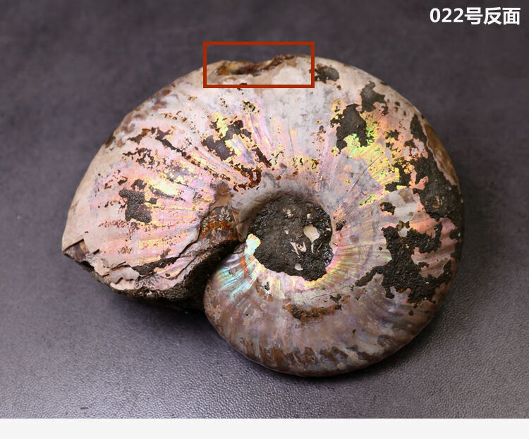 古生物马达加斯加斑彩螺化石叶菊石化石标本教学标本礼品034号