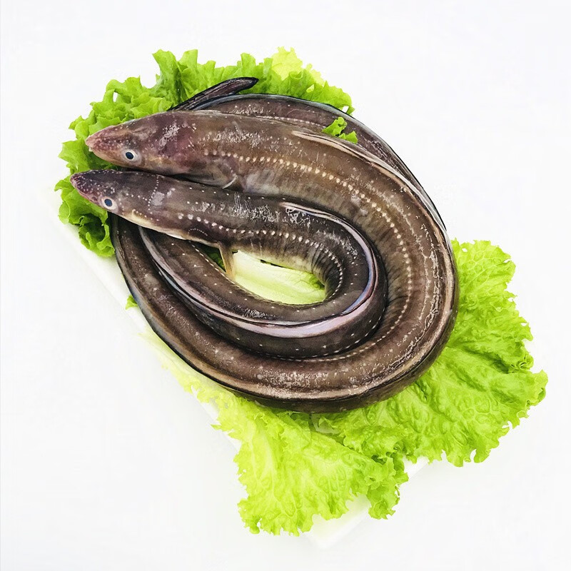 适用于大菜园 新鲜星鳗鱼 鳗鱼 七星鳗 深海海鱼 冷冻水产鳝鱼 1.