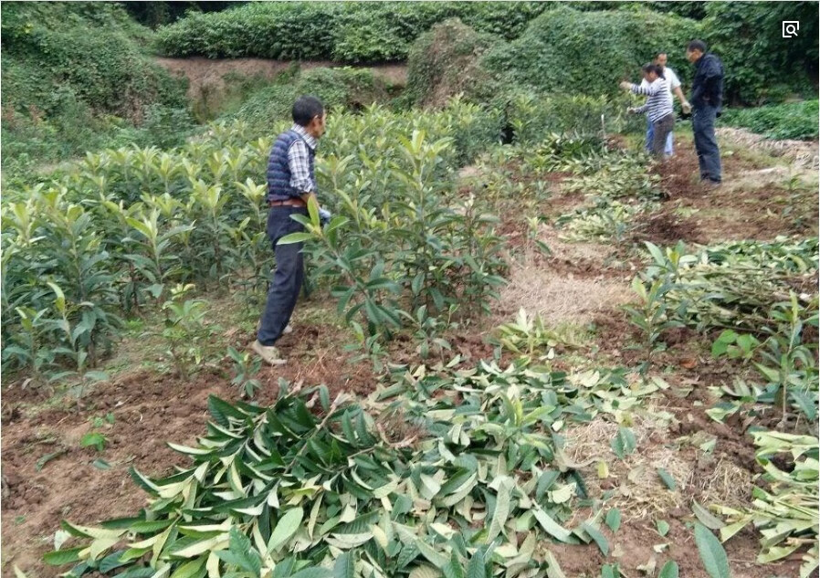 枇杷苗嫁接枇杷树苗大五星南方北方种植盆栽地栽特大果树苗琵琶苗 15