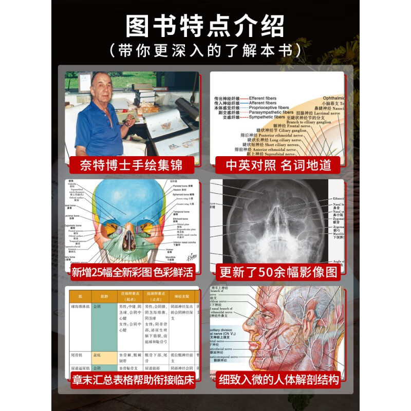 正版 奈特人体解剖学彩色图谱第7版奈特第七版 翻译双语 基础临床医学