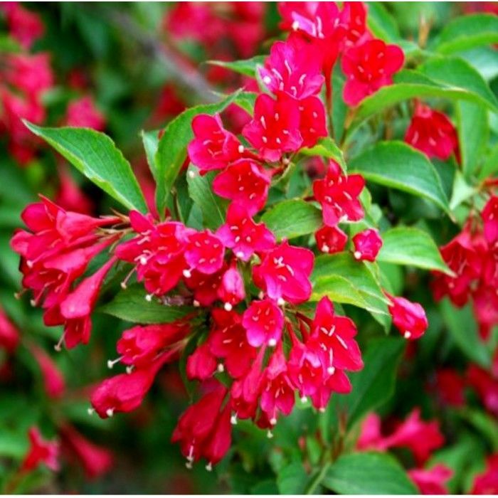 庭院绿化树种红王子锦带花苗花叶锦带五彩锦带花树苗锦带花苗盆栽