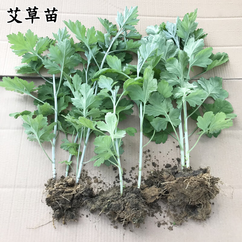 大叶艾根种植艾种子苗非野生艾蒿新鲜四季带根艾苗