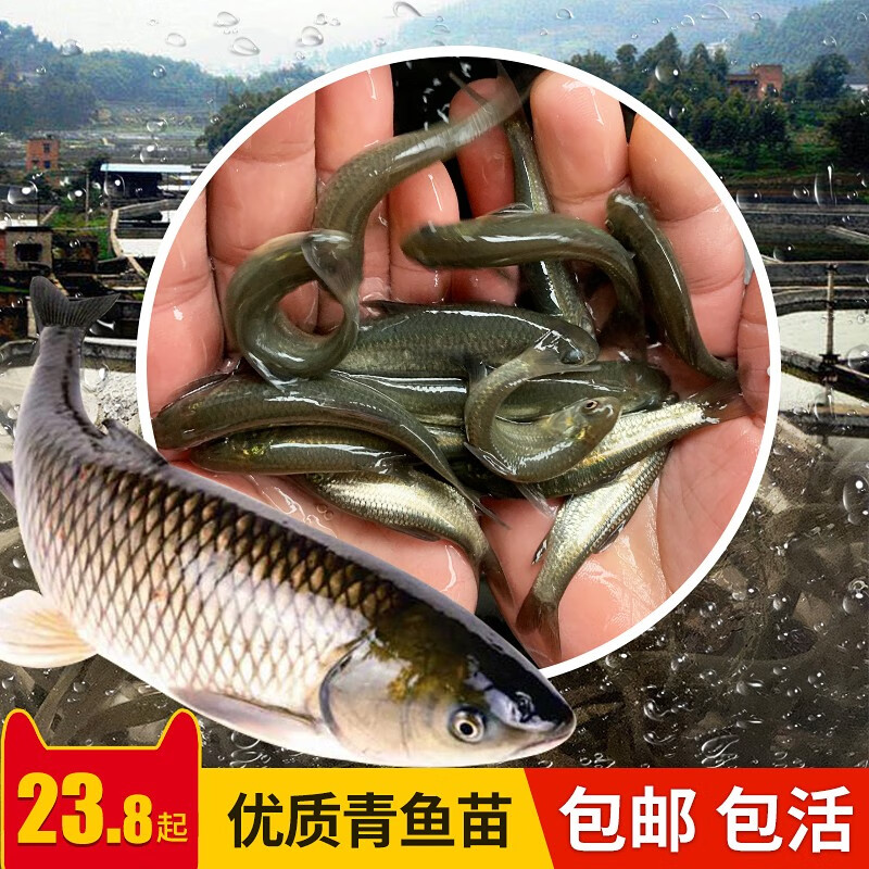 草鱼苗活体大淡水养殖正宗青鱼小鱼苗一斤食用半斤特大批发四大家鱼本