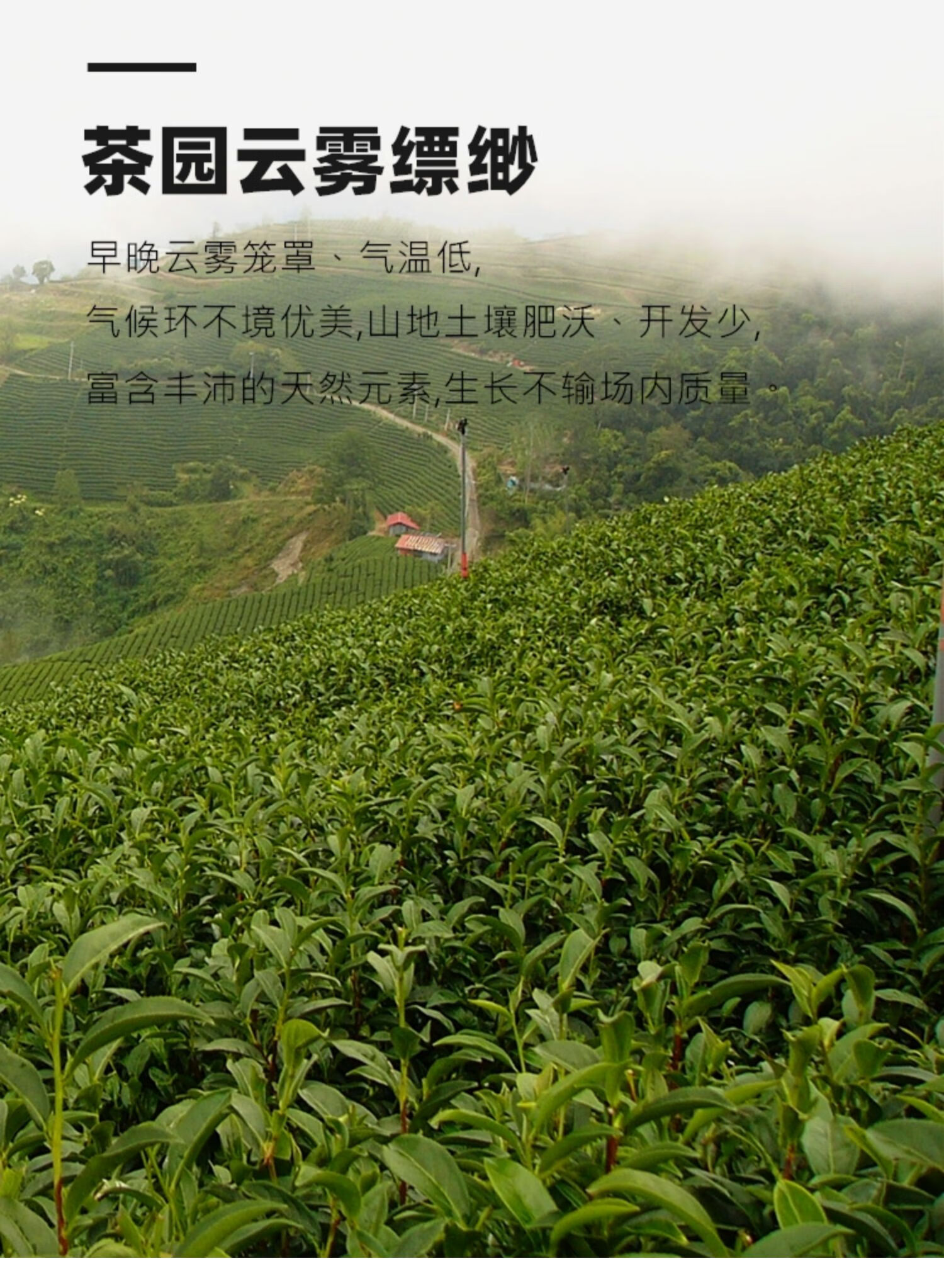 大禹岭茶乌龙茶台湾高山茶高冷茶冬季高海拔茶叶原装300g新茶清香型