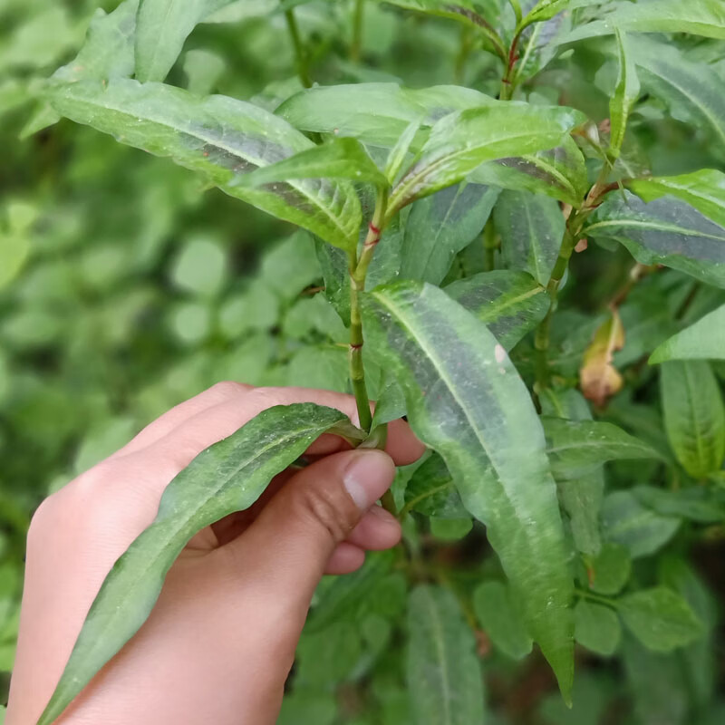 云南香柳香辣蓼鱼生草傣族香料撒撇佐料煮鱼火锅傣味调味香菜生菜2斤