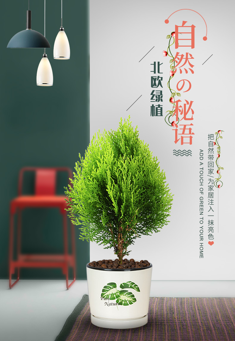 黄金柏盆栽室内去甲醛柏树盆景四季常青绿植办公桌面好养花卉绿植黄金