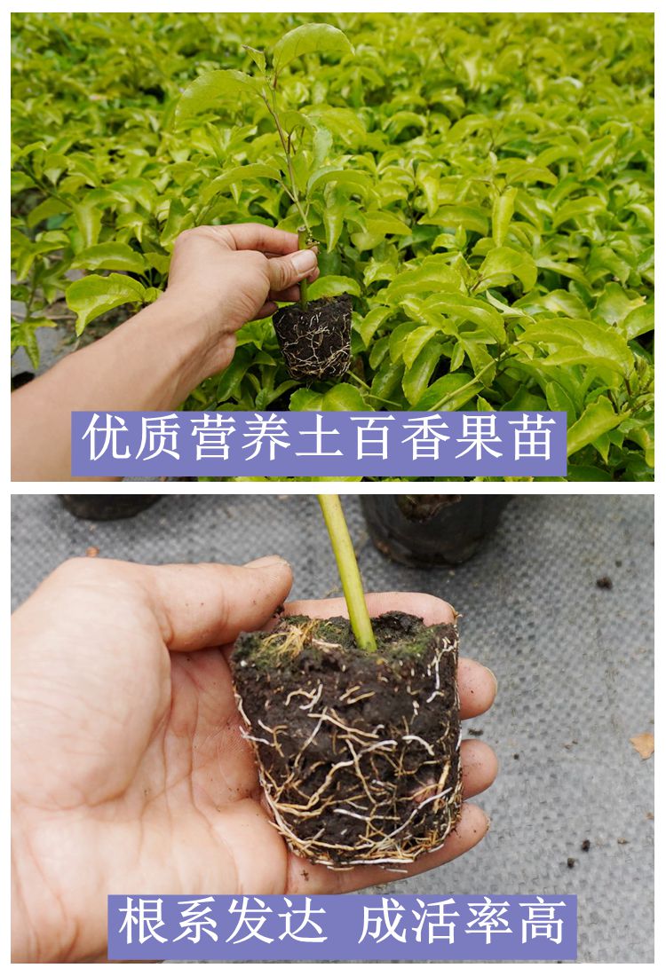百香果苗黄金百香果鸡蛋果树苗四季当年结果特大盆栽阳台种植紫香5棵