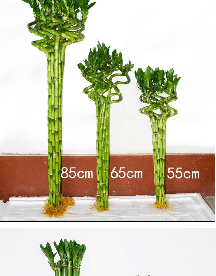 转运竹水培植物开运竹龙竹富贵竹子盆栽四季常青水养绿植室内带根 小