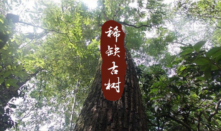 江西修水青钱柳原叶茶野生青钱柳茶古树清金钱柳茶叶750克一斤半赠杯