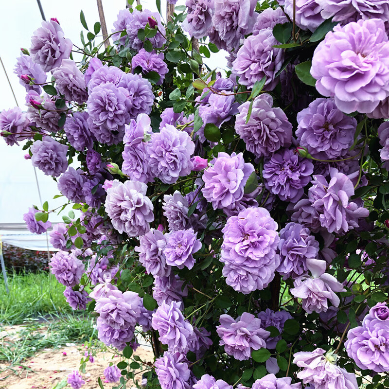 月季花苗 蓝色阴雨 蓝雨月季花苗藤本爬藤花卉庭院地栽月季玫瑰苗