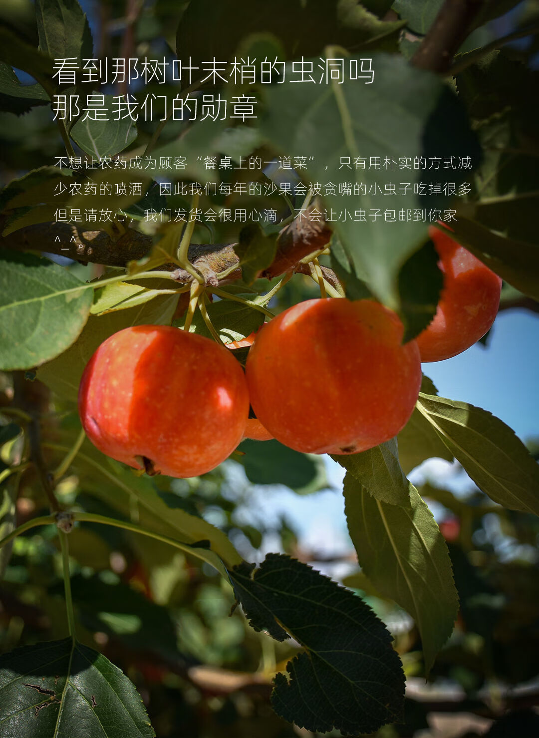 【顺丰】东北k9花红新鲜海棠果特产沙果 水果小红苹果 123小苹果 5斤