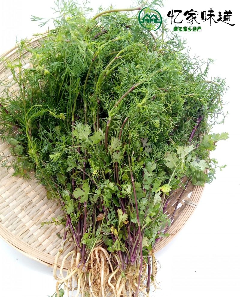 云南德宏新鲜芫荽小芫荽小香菜老品种芫荽香菜调料带根可种500克1斤