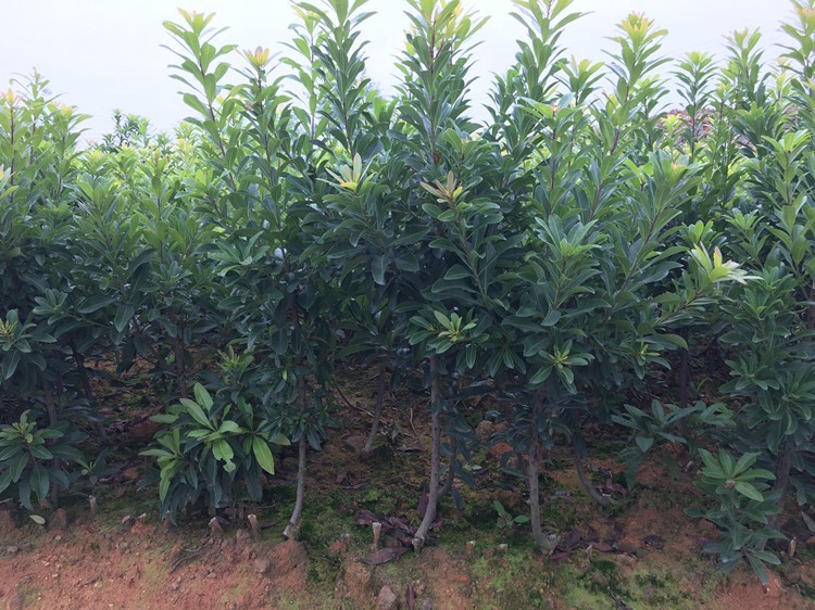 浙江正宗杨梅树苗大果嫁接杨梅苗南方北方种植地栽果树水晶杨梅苗三年