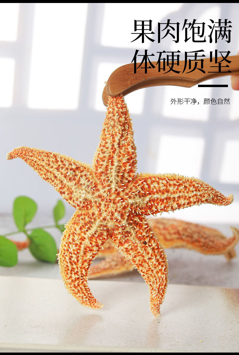 新货深海海星中药材大海星煲汤泡酒料滋补品海盘车海五星干货 精选2斤