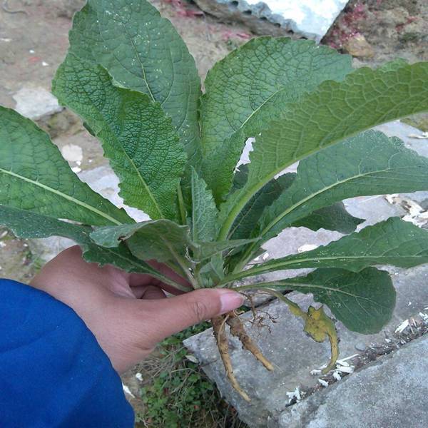 新鲜天名精500g干货中药材野烟现采鹤虱草土牛膝挖耳草鹿活草干货天名