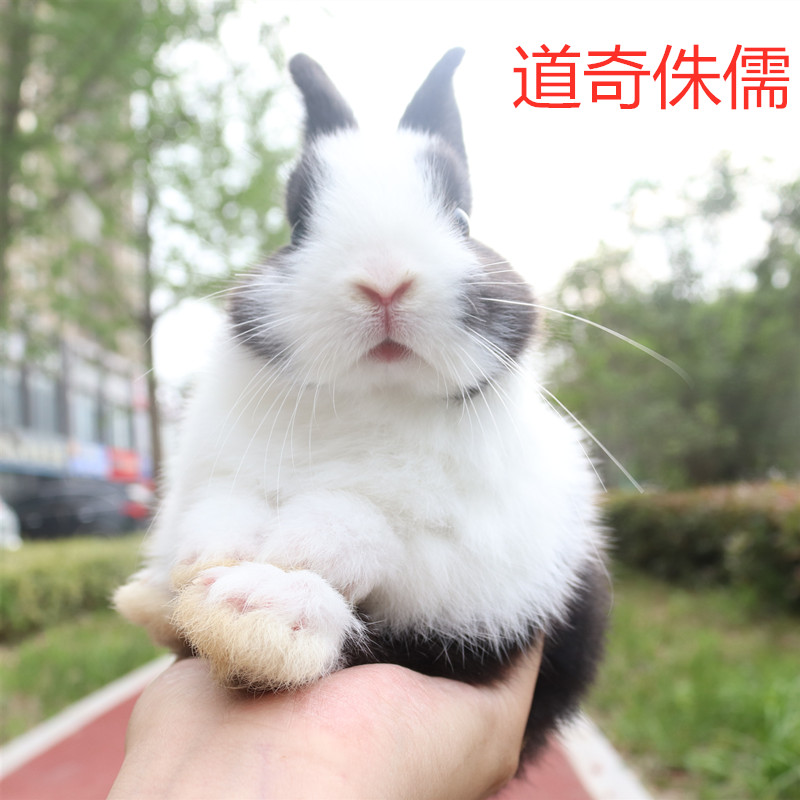 由子宠物兔子活物西施道奇侏儒兔长不大迷你兔小型兔子活物暹罗茶杯兔