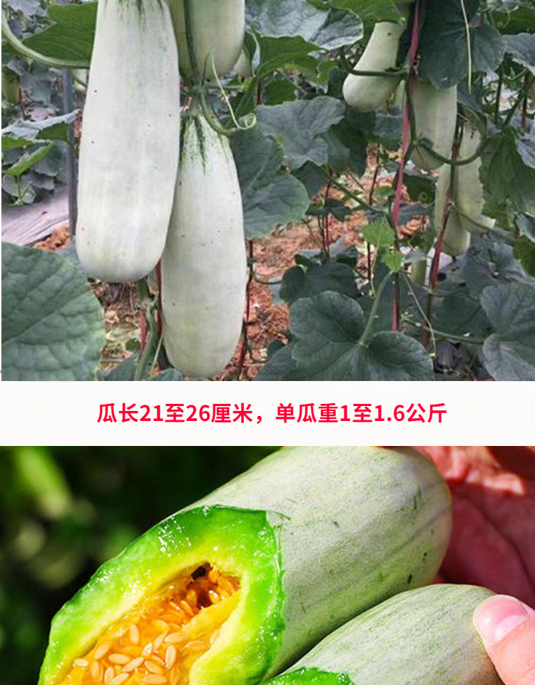 国产适种区域:东北,华北,华中,华东,华南,西南,西北种类:瓜类适播季节