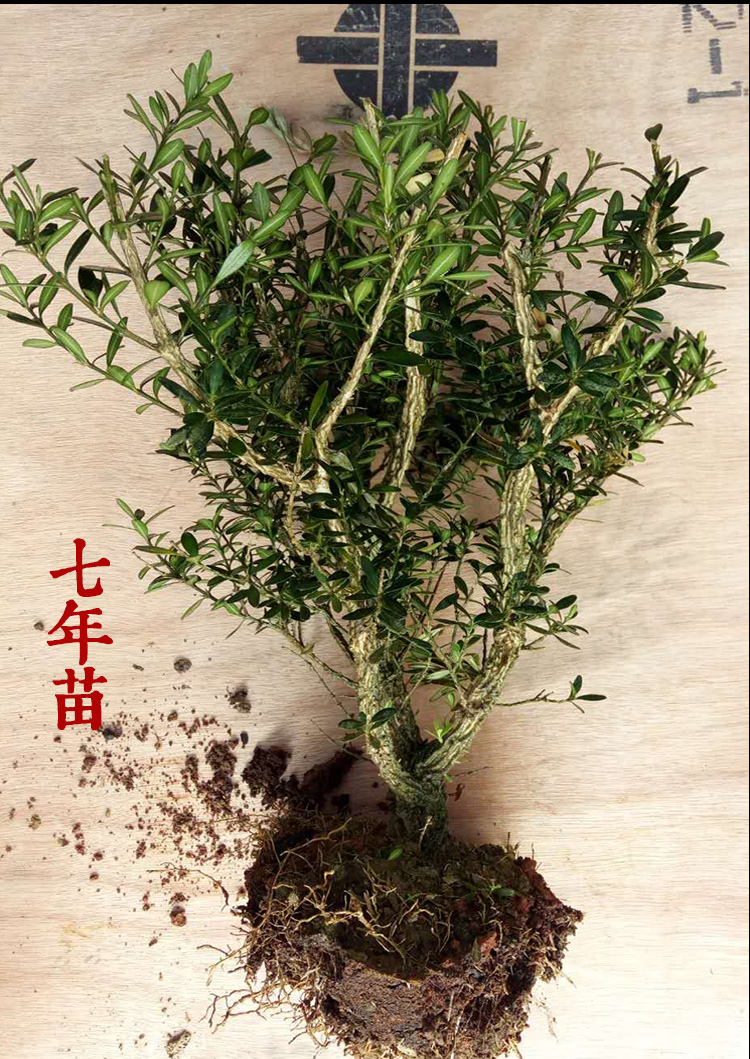 黄杨盆景 龙鳞黑珍珠黄杨苗 小叶皱皮雀舌黄杨树老桩【新款种】h 雀舌