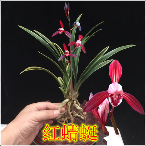 多品种 金边矮种兰花 鹤艺边艺 建兰四季兰花卉盆栽 假一赔十 浓香红