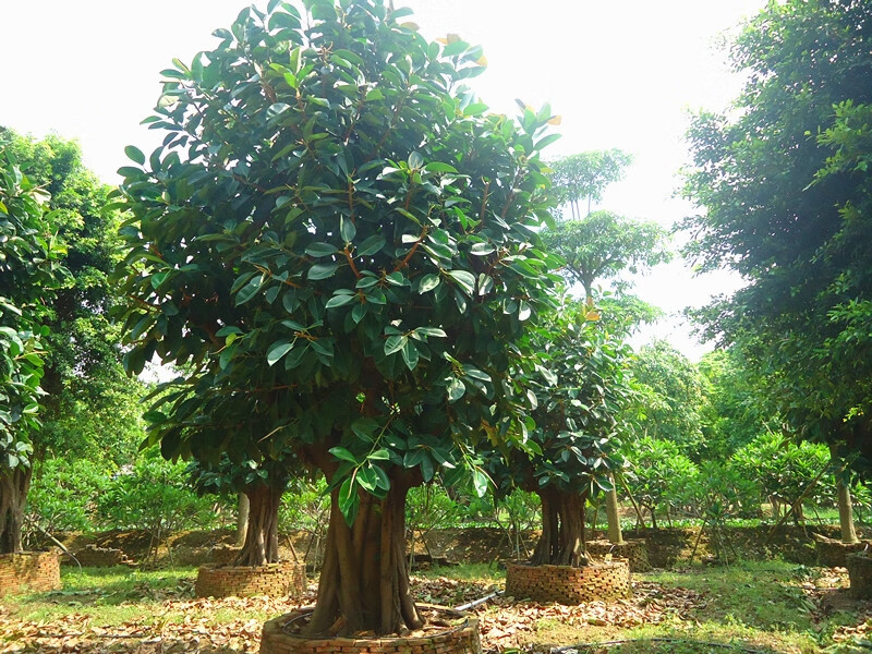 高山榕苗,马榕苗,大青树苗,大叶榕苗 高山榕地径6公分左右 30cm(含)