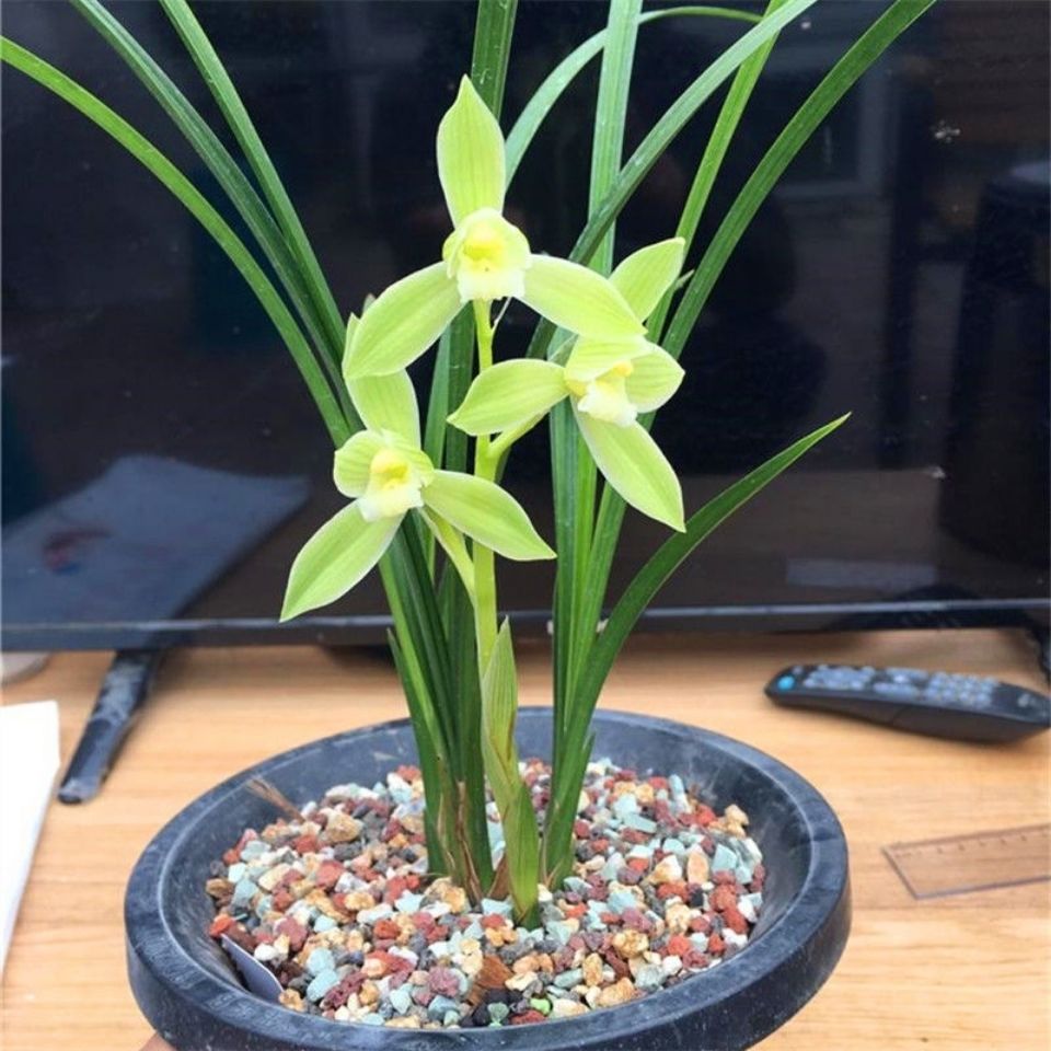 玉堂春剑浓香型兰花盆栽名贵玉堂春1苗新手试养