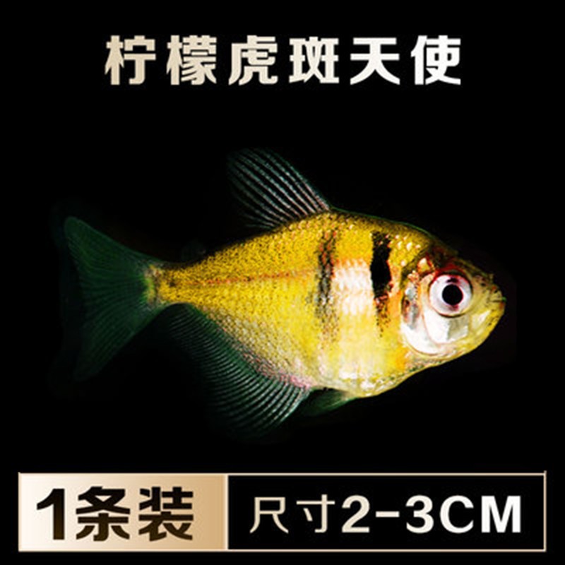 jypet热带观赏鱼青苹果柠檬荧光天使鱼活体黄金虎斑天使1条装23cm