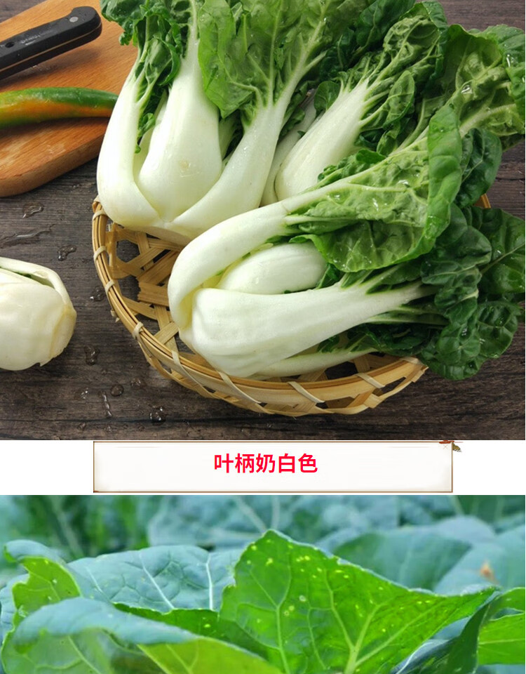 牛奶小白菜种子30天可吃矮脚传统脆嫩青菜油菜生菜种籽牛奶小白菜10克