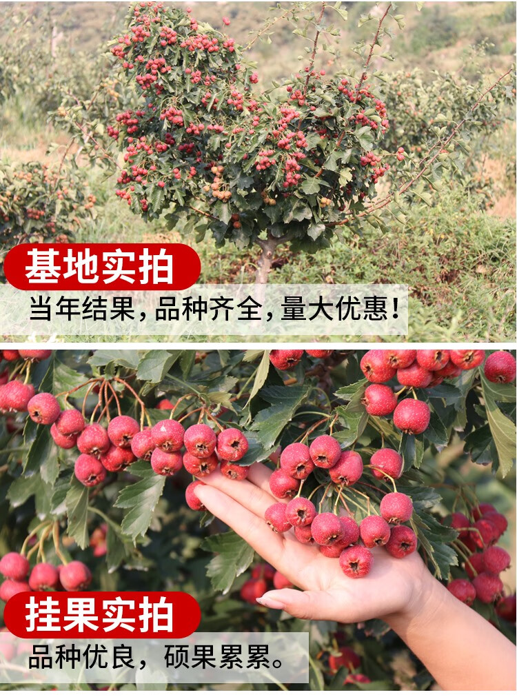 山楂树苗山楂树地栽苗甜红籽果树苗庭院盆栽地载苗山楂苗南方种植