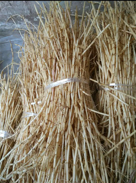 茅草根野生新鲜现挖白茅根500克 野生凉茶食材甘蔗毛