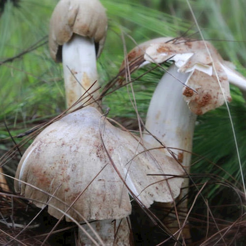 鸡枞菌 高产种子2包伞把菇菌种荔枝菌三塔菌斗鸡公菌包 人工种植 鸡枞