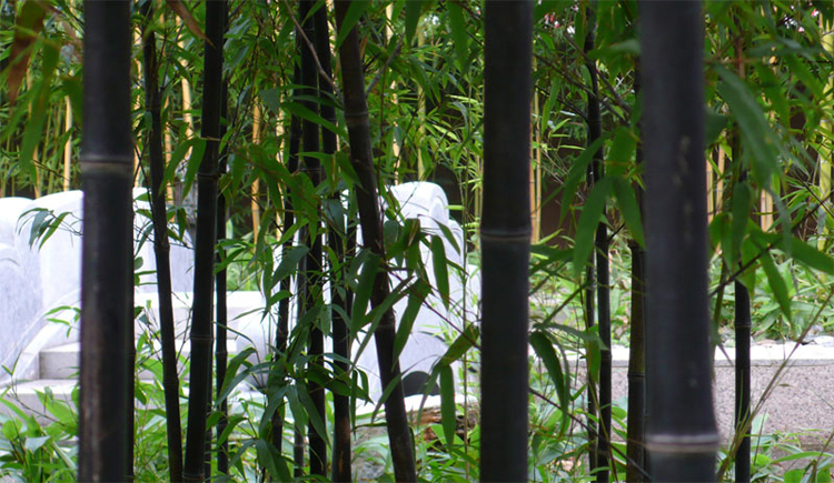 慕春花 绿化竹子苗青竹庭院围墙观赏植物绿化庭院竹子