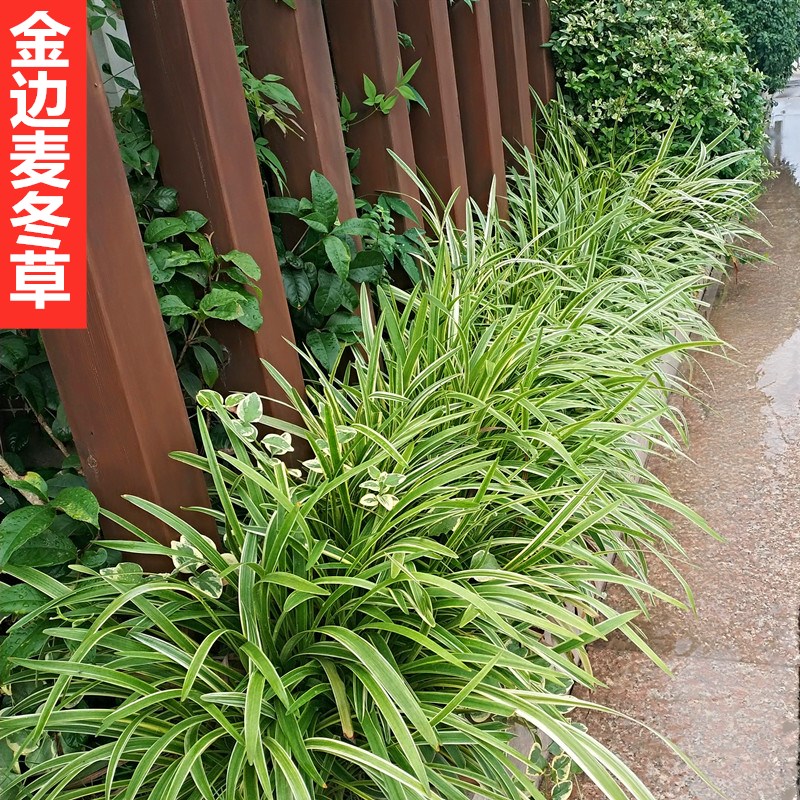 卉天下 玉龙草苗金边细叶麦冬书带草正宗庭院日本矮麦冬草植物长叶苗