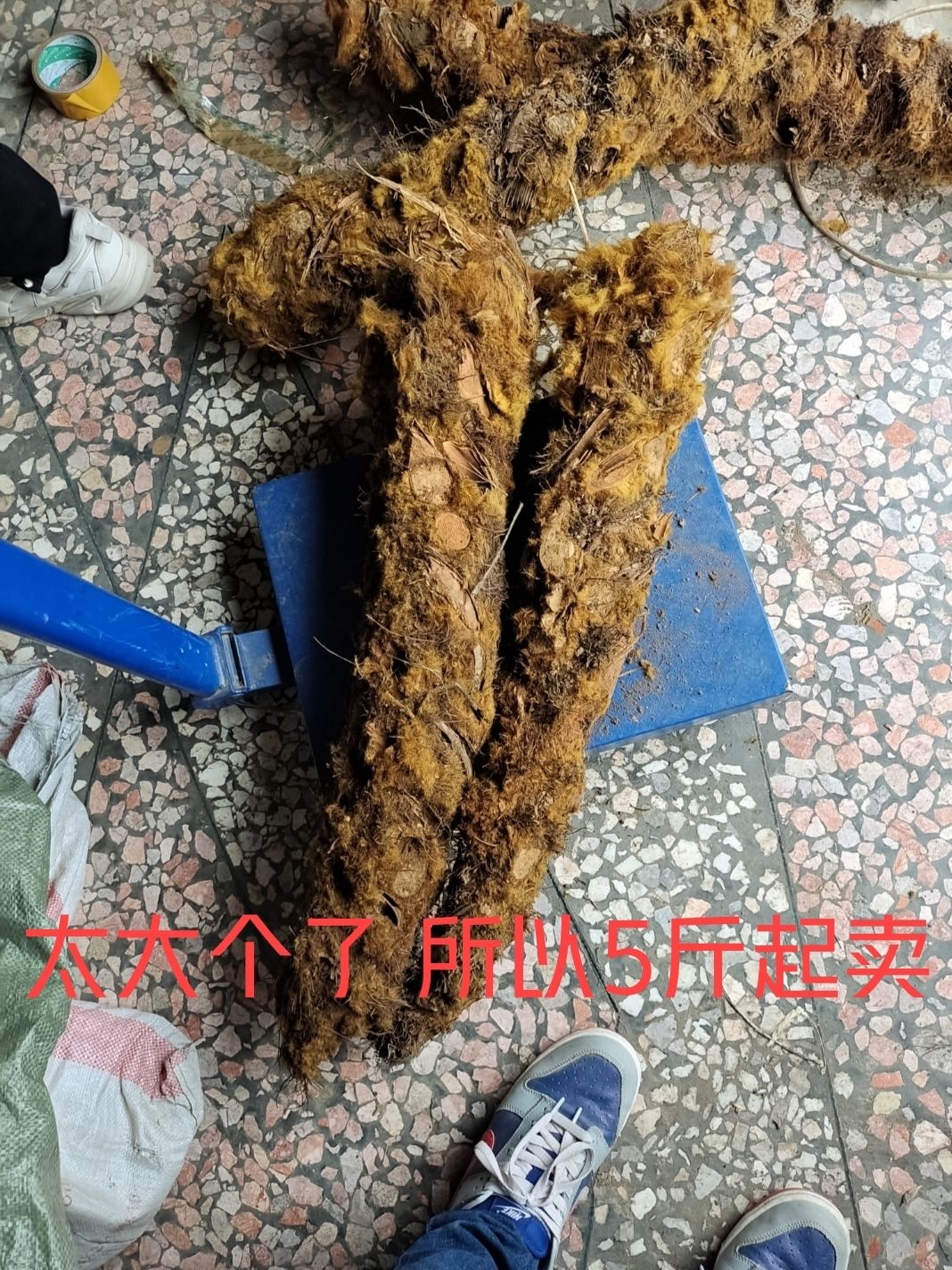 伟博广西中药材金毛狗金毛狗脊金毛狗头大个现挖10斤