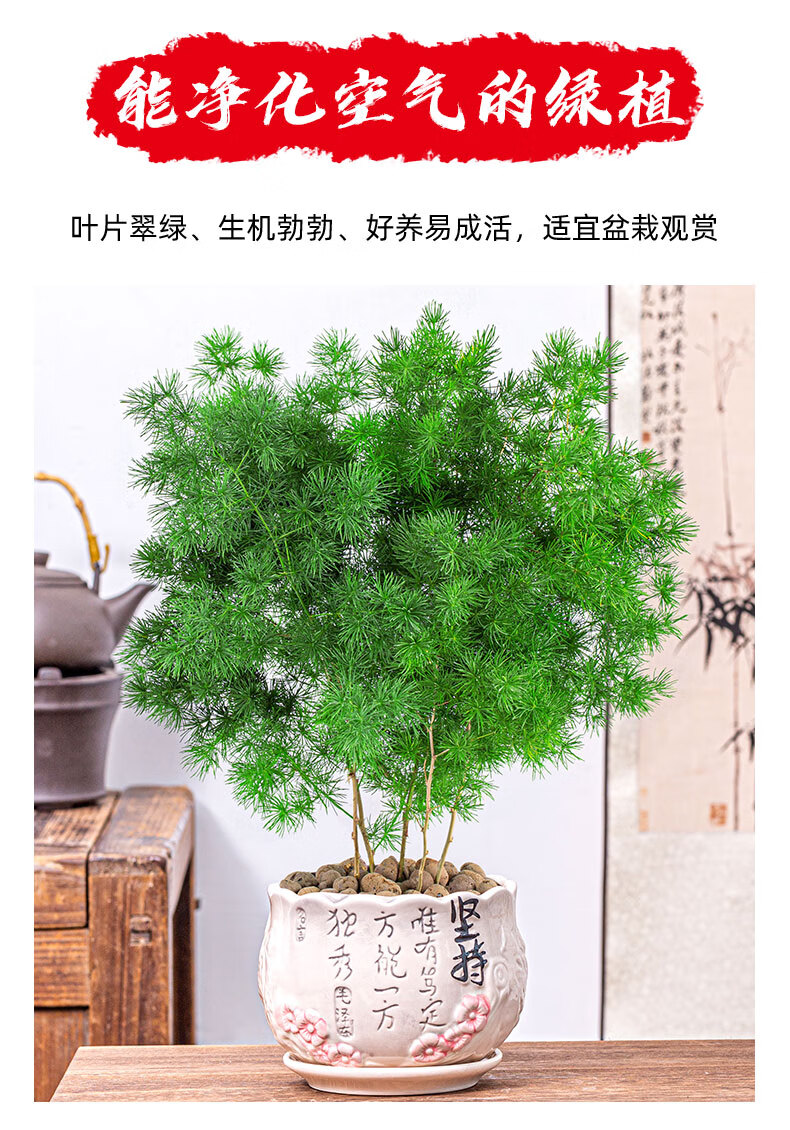 嘉瑰 蓬莱松盆栽生肖猴室内植物盆景耐寒植物四季常好养花卉室内招财