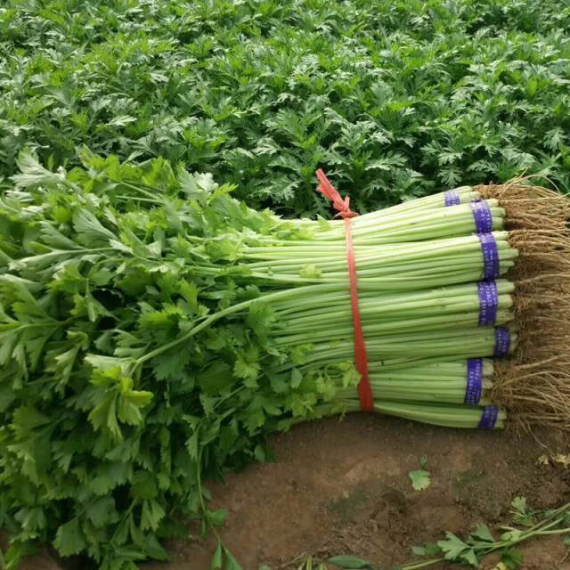 芹菜籽种蔬菜种孑四季小香芹种子西芹菜春季农家种植芹菜种籽大全