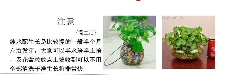 4，室內盆栽水養花卉銅錢草水培植物根莖含花盆套餐綠植辦公 不帶葉子根系30棵 不含盆