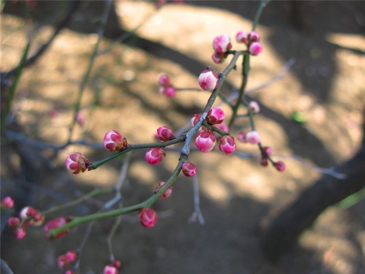 轻奢芊阙干枝梅花腊梅寸寸金水培鲜切花植物遇水开花枝条真花泡水发芽