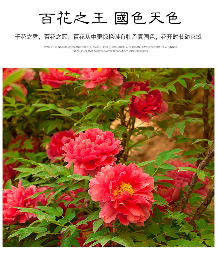 牡丹花苗带花苞牡丹花盆栽树苗洛阳四季牡丹室内外庭院 百园红霞【带
