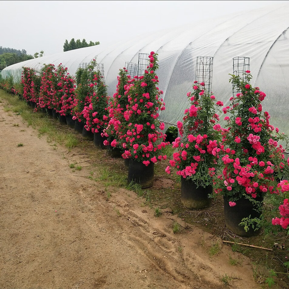 甜蜜红木香花苗黄木香爬藤植物攀爬浓香四季开花红色爬