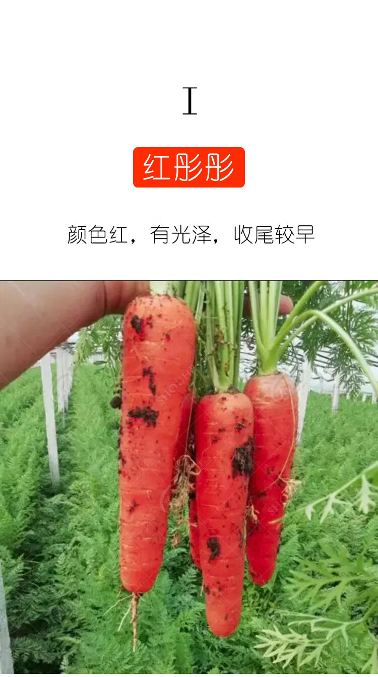 胡萝卜种籽生吃水果菜籽种大全四季农家蔬菜种孑手指小胡萝卜种子胡