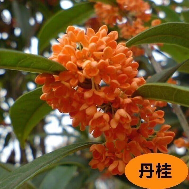 桂花树嫁接桂花树庭院绿植花卉盆栽地栽室内浓香型金桂12公分粗